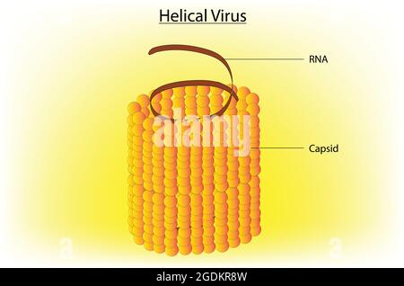 Biological anatomy of helical virus, Labeled structure of the helical virus, detailed illustration of helical virus, RNA virus, anatomy of rna virus Stock Vector