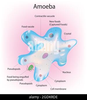 giant amoeba pathfinder