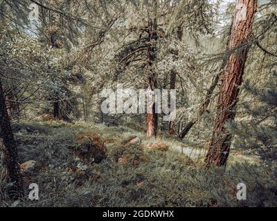 Dense lush alpine forests in Switzerland. The pine trees, rocks, moss and grass cover the forest floor in a perfect wilderness nature scene. Stock Photo