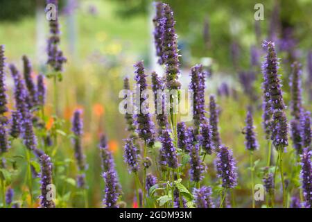 Lovely abstract background with violet flowers. Soft focus photo Stock Photo