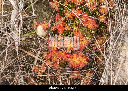 Group of the carnivorous plant Drosera trinervia seen in natural habitat close to Tulbagh in the Western Cape of South Africa Stock Photo