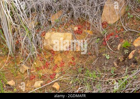 Some Drosera trinervia, a carnivorous plant, seen in natural habitat close to Tulbagh in the Western Cape of South Africa Stock Photo