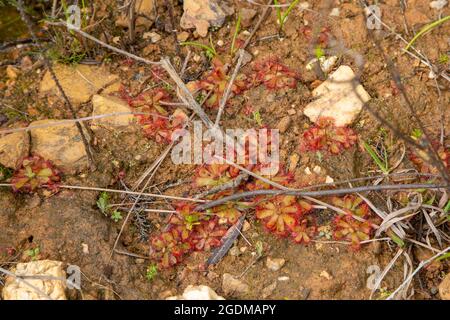 Drosera trinervia, a carnivorous plant, in natural habitat close to Tulbagh in the Western Cape of South Africa Stock Photo