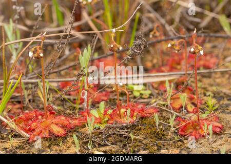 Close-up of a group of the carnivorous plant Drosera trinervia in natural habitat seen near Tulbagh in the Western Cape of South Africa Stock Photo