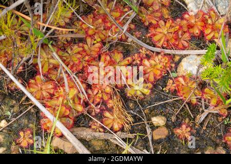 Large Group of the carnivorous plant Drosera trinervia taken near Tulbagh in the Western Cape of South Africa Stock Photo