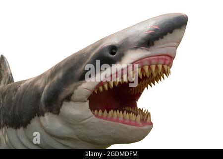 Ancient megalodon isolated on white background. Prehistoric beast lived into ocean Stock Photo