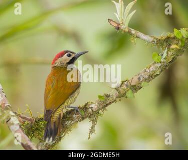 Golden-Olive Woodpecker (Piculus rubiginosus) female Stock Photo