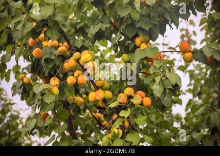 Sweet apricots fruits growing on a peach tree branch Stock Photo