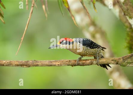 Black-cheeked Woodpecker (Melanerpes pucherans) male Stock Photo