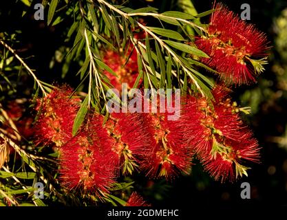 A group of bright red bottle-brush (callistemon) flowers. Australian native in Queensland garden. Cylindrical, symmetrical blooms. Sunny spring day. Stock Photo