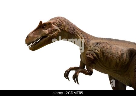 Allosaurus Isolated On White Background. Allosaurus Is A Carnivore Dinosuar lived in jurassic era Stock Photo