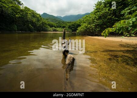 Tree trunk in the river in brazil Stock Photo