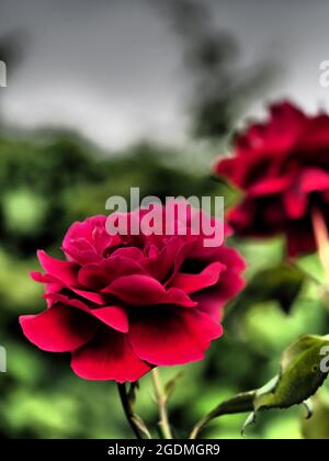 A dramatic high contrast semi abstract photo of a red rose Stock Photo