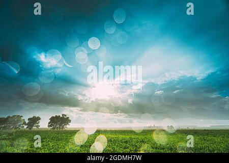 Sun Shines During Rain Over Summer Field With Young Corn Stock Photo