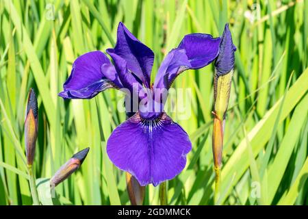 Iris sibirica 'Caesars Brother' a summer flowering plant with a purple summertime flower commonly known as Siberian flag, stock photo image Stock Photo