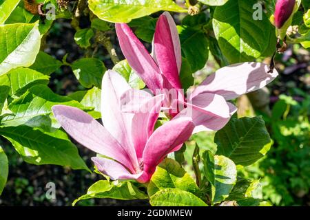 Magnolia Liliiflora 'Nigra' a summer flowering tree shrub plant with purple red summertime flower blossom commonly known as black lily magnolia, stock Stock Photo