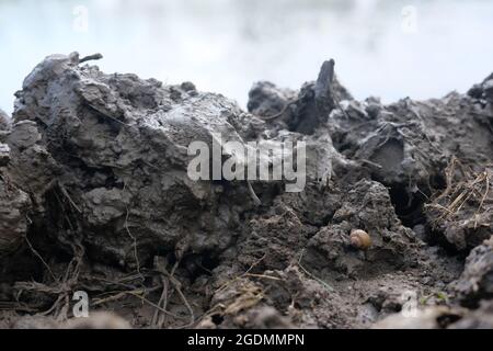 Field mud randomly placed and snail on it Stock Photo