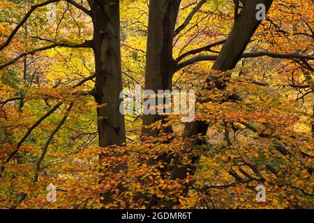 A beech tree in Penny Rock Wood near Grasmere, in the English Lake District Stock Photo