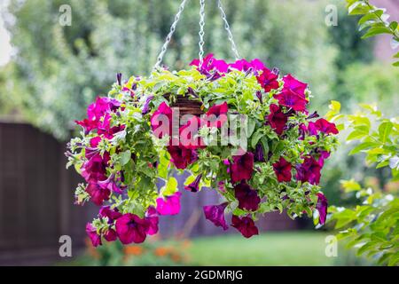 Hanging basket of colourful Petunias in a garden in East Grinstead Stock Photo