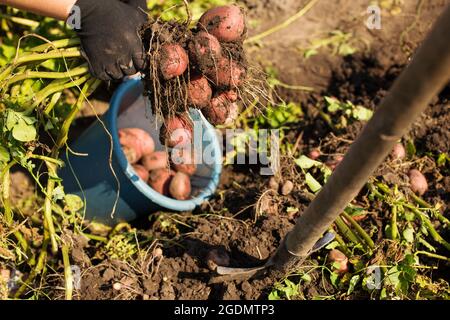 Good dark soil for growing big yield of potato. Hands in gloves picking potatoto the bucket, close up. Stock Photo