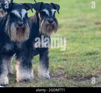 black and silver Miniature Schnauzer. A breed of  ratting dogs, originated in Germany in the mid-to-late 19th century. standing on lawn. Male (left) a Stock Photo