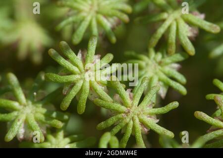 Marchantia polymorpha liverwort, close up shot Stock Photo