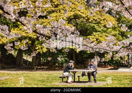 5 April 2019: Tokyo, Japan - Cherry blossom in Kiyosumi Garden, a traditional style landscape garden in Tokyo. Focus on foreground. Stock Photo
