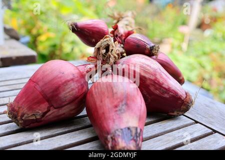 A bunch of Italian red tropea onions. Stock Photo