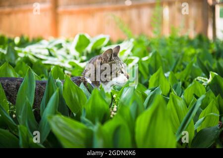 Gray Housecat exploring outdoor backyard Stock Photo