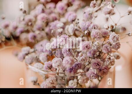 gypsophila flowers in a glass of water Stock Photo