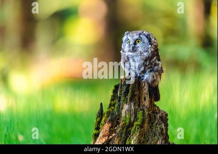 The boreal owl or Tengmalm's owl (Aegolius funereus), portrait of this bird sitting on a perch in the forest. The background is beautifully colored, b Stock Photo