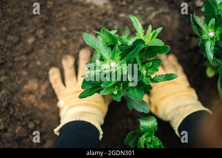 woman  planting flowers in the garden Stock Photo