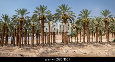 Desert Agriculture. Palm tree plantation Photographed in the Dead Sea region, Israel Stock Photo