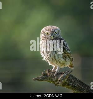 Little Owl Looking at Camera. Stock Photo
