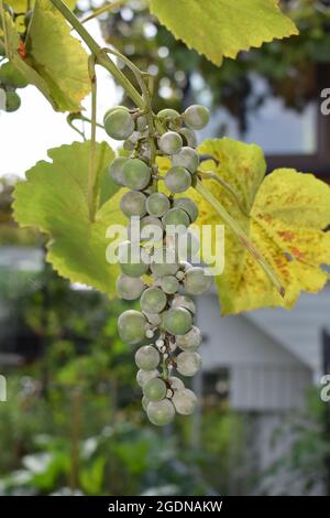 mildew on grapes Stock Photo