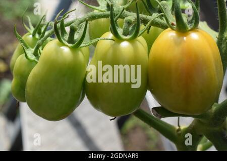 Italian tomatos Stock Photo