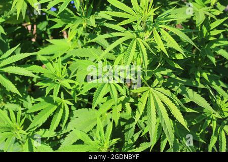 Yound cannabis or marijuana plant in the before budding stage with birght green leaves growing outdoors Stock Photo