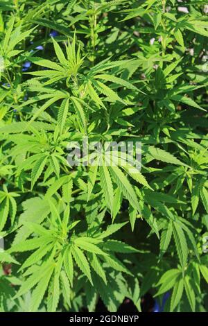 Yound cannabis or marijuana plant in the before budding stage with birght green leaves growing outdoors Stock Photo