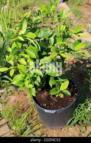 young lemon trees yet to bear fruit growing in a pot outdoors in the sunshine Stock Photo