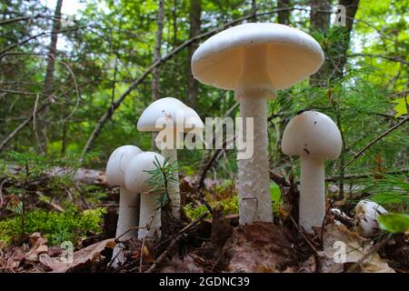 White Amanita verna mushrooms growing in the forest in New Brunswick, Canada Stock Photo