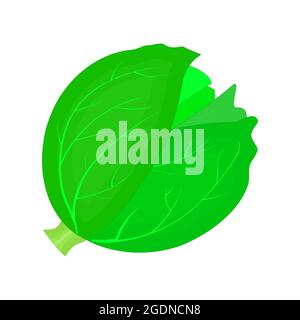 Cabbage isolated on white background. Green cabbage head icon. Kale farm symbol. Whole vegetable. Fresh and healthy food. Stock vector illustration Stock Vector