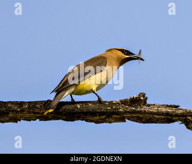 Waxwing bird perched on a branch with blue sky background with a fly in its beak enjoying its feeding in its environment and habitat surrounding. Stock Photo