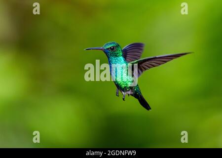 A Blue-chinned Sapphire hummingbird (Chlorestes notata) hovering with a green bokeh background. wildlife in nature. Tropical bird in flight. Stock Photo