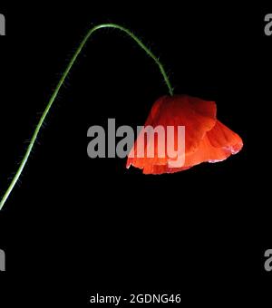 An isolated poppy with light from below looks like a lamp on black background Stock Photo