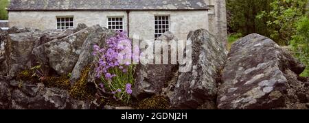 Unidentified flowers growing in the wall in front of The South Knapdale Parish Church by Achahoish Stock Photo