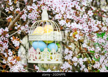 Vintage bird cage full of easted eggs hanging on blooming cherry tree branch. Spring time Stock Photo