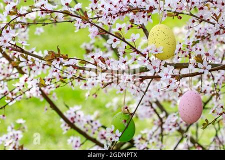 Easter eggs hanging on blooming cherry tree in the garden. Spring time Stock Photo