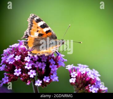 Small tortoise shell butterfly (Aglais urticae) on a verbena bonariensis flower set against a green background Stock Photo