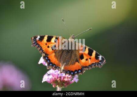 Small tortoise shell butterfly (Aglais urticae) resting on a verbena bonariensis flower set against a green background Stock Photo