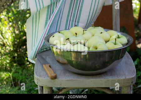 A basin with water and apples on the background of a summer garden. Stock Photo